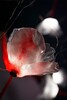 Миниатюра фото подвесной светильник poppy 14 slamp | 220svet.ru